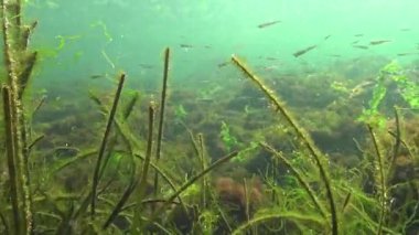 Yosunlar kabarcıklar oksijen, su havalandırma salgılamak