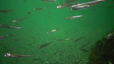 Bir sürü deniz balığı Karadeniz büyük ölçekli kum (Atherina pontica kokuyordu)