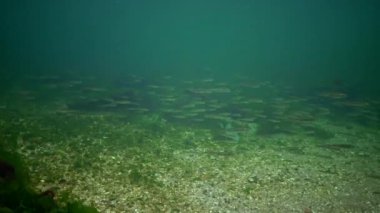 Bir sürü deniz balığı Karadeniz büyük ölçekli kum (Atherina pontica kokuyordu)
