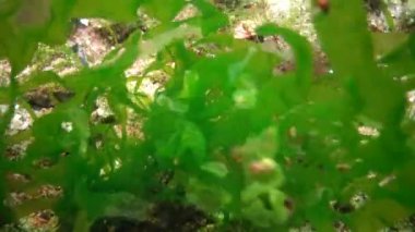 Enteromorpha (Ulva) intestinalis. Yosun Karadeniz'de altındaki duyulur