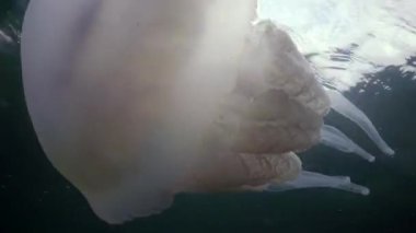 Karadeniz (Rhizostoma pulmo) suda kalınlığı yüzen, genellikle scyphomedusa varil denizanası (çöp kovası-kapak, fırfırlı ağızlı denizanası) bilinir. Karadeniz