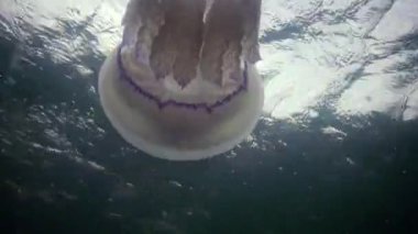 Karadeniz (Rhizostoma pulmo) suda kalınlığı yüzen, genellikle scyphomedusa varil denizanası (çöp kovası-kapak, fırfırlı ağızlı denizanası) bilinir. Karadeniz