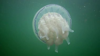 Karadeniz (Rhizostoma pulmo) suda kalınlığı yüzen, genellikle scyphomedusa varil denizanası (çöp kovası-kapak, fırfırlı ağızlı denizanası) bilinir. Karadeniz