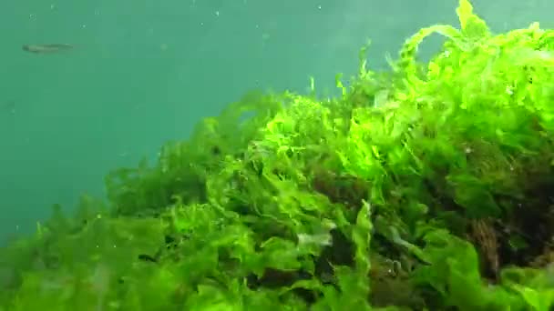 Grote Zandspiering Van Zwarte Zee Atherina Pontica Tussen Het Zeewier — Stockvideo