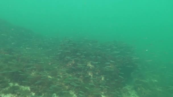 Cheiro Areia Grande Escala Mar Negro Atherina Pontica Entre Algas — Vídeo de Stock