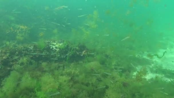 Černomořská Písečná Tavba Atherina Pontica Mezi Mořskými Řasami Ryby Černého — Stock video
