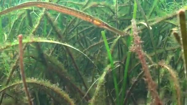 Pipa Nariz Ancha Syngnathus Typhle Caza Peces Los Matorrales Las — Vídeo de stock