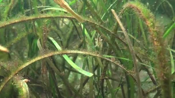 Широконосые Пипефилы Syngnathus Typhle Рыба Охотится Зарослях Морских Водорослей Zostera — стоковое видео
