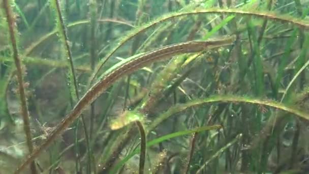 Широконосые Пипефилы Syngnathus Typhle Рыба Охотится Зарослях Морских Водорослей Zostera — стоковое видео