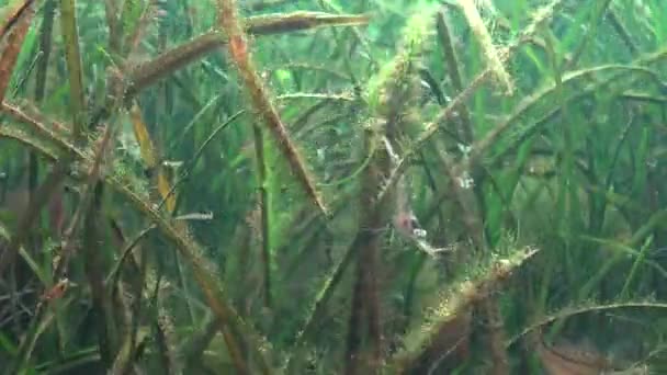 Geniş Burunlu Pipefish Syngnathus Typhle Deniz Yosunu Zostera Çalılıkları Içinde — Stok video