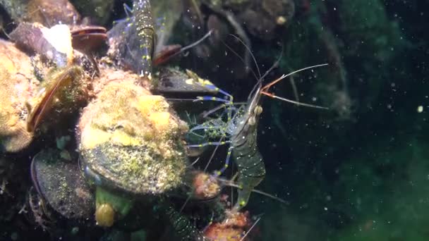 Nutrizione Gamberi Palaemon Elegans Mar Nero — Video Stock