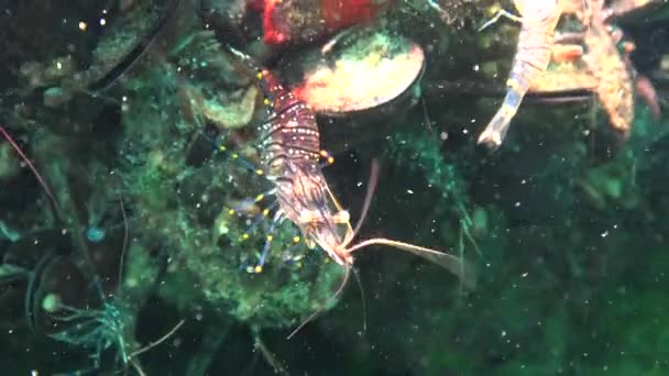 Ernährung Von Garnelen Palaemon Elegans Schwarzes Meer — Stockvideo