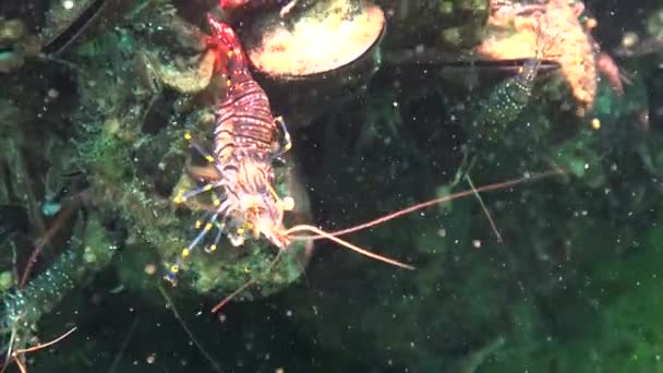 Nutrição Camarão Palaemon Elegans Mar Negro — Vídeo de Stock