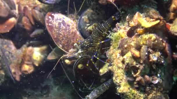 营养的虾 脊尾白虾线虫 — 图库视频影像