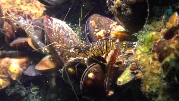 Nutrisi Udang Palaemon Elegans Laut Hitam — Stok Video