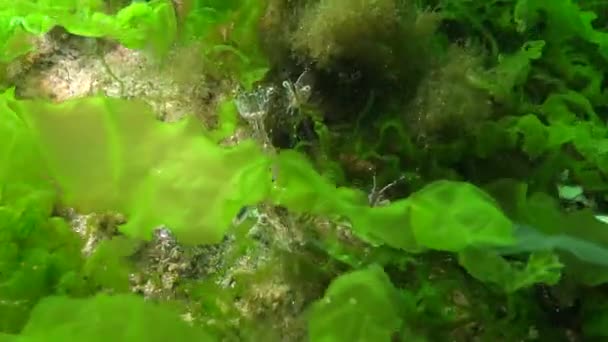 Camarones Bálticos Palaemon Adspersus Matorrales Algas Verdes Mar Negro — Vídeo de stock