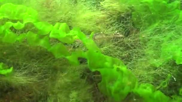 Shrimp Baltic Prawn Palaemon Adspersus Зелених Водоростях Чорне Море — стокове відео