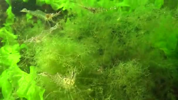 Camarones Bálticos Palaemon Adspersus Matorrales Algas Verdes Mar Negro — Vídeo de stock