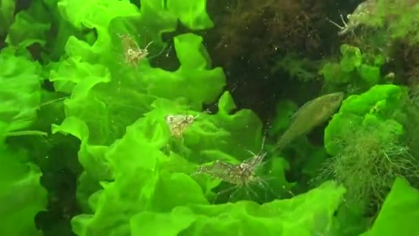 Crevettes Crevettes Baltes Palaemon Adspersus Dans Les Fourrés Algues Vertes — Video