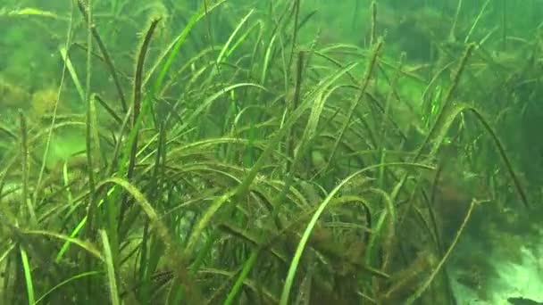 緑藻の茂みにエビバルチックエビ Palaemon Adspulus — ストック動画