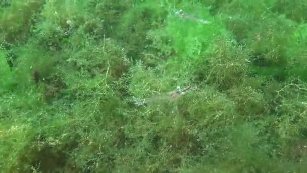 Креветки Baltic Crewn Palaemon Adspersus Зарослях Зеленых Водорослей Черное Море — стоковое видео