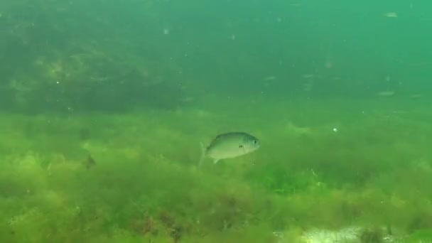 Bluefish Pomatomus Saltatrix Ragadozó Halak Fekete Tenger Fiatal Halat Vadászni — Stock videók
