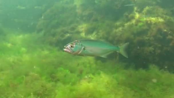 Pesce Rosso Pomatomus Saltatrix Pesci Predatori Mar Nero Giovane Caccia — Video Stock