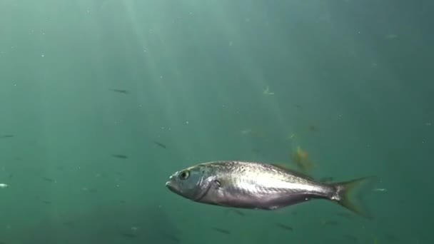 Bluefish Pomatomus Saltatrix Dravé Ryby Černé Moře Mladé Ryby Lovit — Stock video