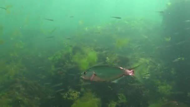 波莫托穆斯 掠夺性鱼类 在岸边附近寻找幼鱼 — 图库视频影像