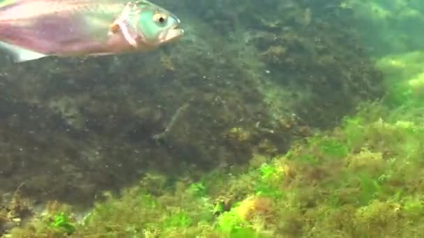 Bluefish Pomatomus Saltatrix Rovfiskar Svarta Havet Ung Fisk Jakt Nära — Stockvideo