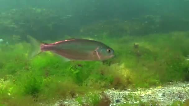 Bluefish Ryby Okoniokształtnej Uss Ryb Drapieżnych Morze Czarne Młode Ryby — Wideo stockowe