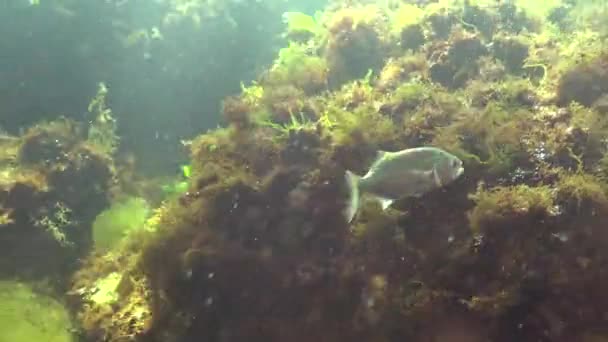 波莫托穆斯 掠夺性鱼类 在岸边附近寻找幼鱼 — 图库视频影像