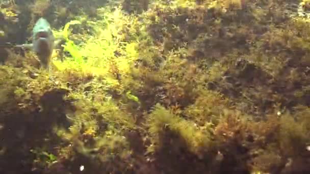 Peixe Rabilho Pomatomus Saltatrix Peixe Predatório Mar Negro Jovens Peixes — Vídeo de Stock