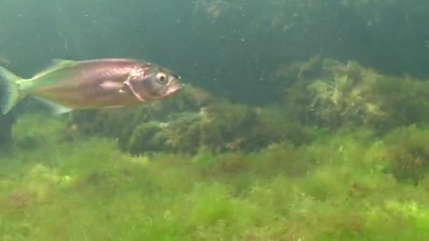 Pesce Rosso Pomatomus Saltatrix Pesci Predatori Mar Nero Giovane Caccia — Video Stock