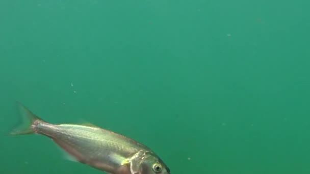 Pez Azul Pomatomus Saltatrix Peces Depredadores Mar Negro Caza Peces — Vídeos de Stock