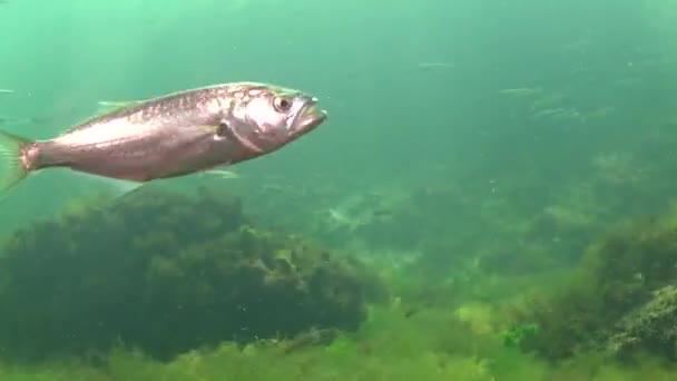 Bluefish Ryby Okoniokształtnej Uss Ryb Drapieżnych Morze Czarne Młode Ryby — Wideo stockowe