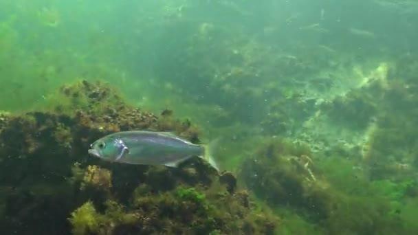 Pez Azul Pomatomus Saltatrix Peces Depredadores Mar Negro Caza Peces — Vídeo de stock