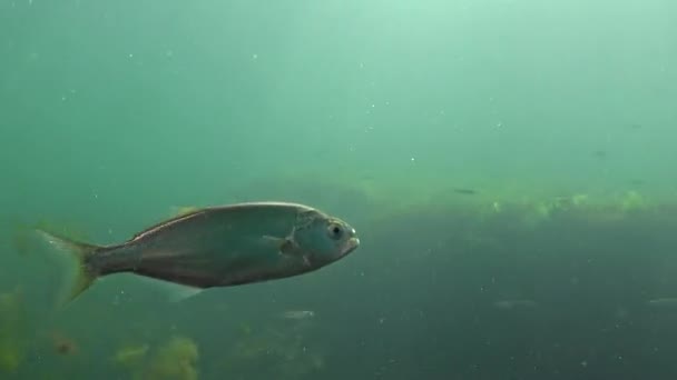 Bluefish Pomatomus Saltatrix Roofvissen Zwarte Zee Jonge Vissen Jagen Buurt — Stockvideo