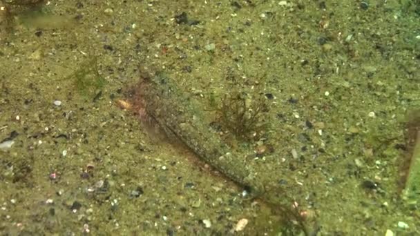 Pesce Del Mar Nero Dragonetto Datato Callionymus Risso — Video Stock
