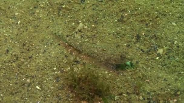 Fekete Tengeri Hal Datted Dragonet Callionymus Risso — Stock videók