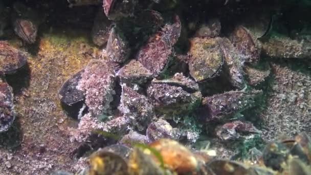 Moluscos Moribundos Fondo Del Mar Moho Superficie Los Moluscos Ecología — Vídeo de stock