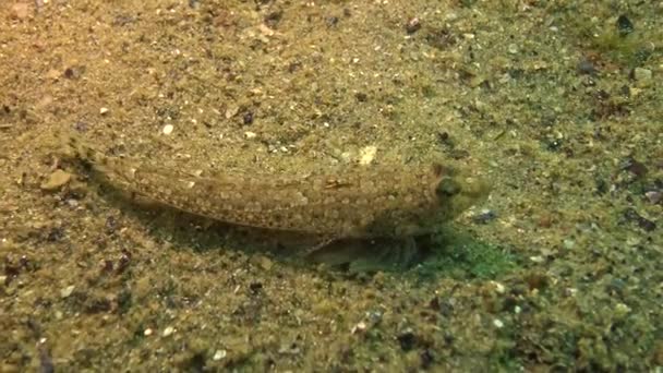 Vis Van Zwarte Zee Datted Pitvissen Callionymus Risso — Stockvideo