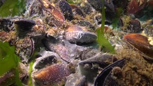 Вмираючі Молюски Дні Моря Цвіль Поверхні Молюсків Екологія Моря Забруднення — стокове відео