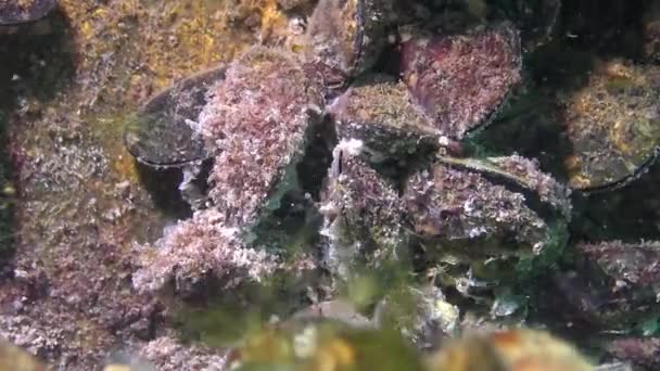 在海底垂死的软体动物 在软体动物表面的霉菌 海洋生态 水污染 — 图库视频影像