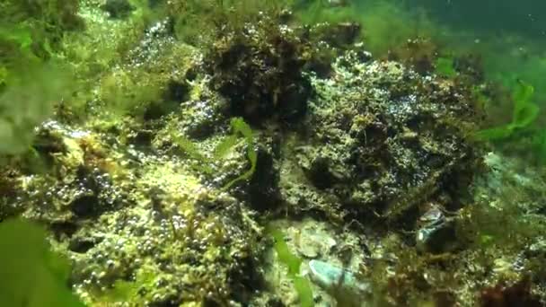 Alger Utsöndrar Syre Vattnet Syre Bubblor Botten Ekologi Havet Vattenrening — Stockvideo