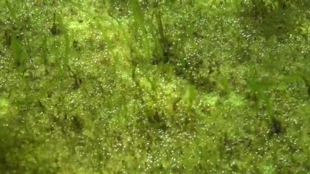 Algae Secrete Oxygen Water Oxygen Bubbles Bottom Ecology Sea Water — Stock Video