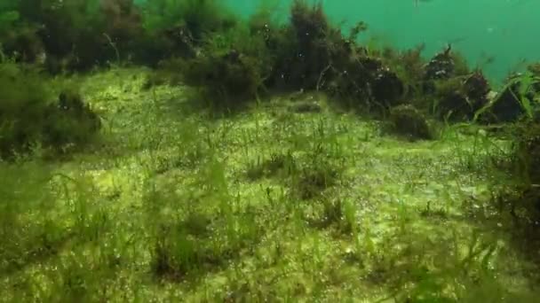 藻类在水中分泌氧气 底部有氧气气泡 海洋生态学 — 图库视频影像