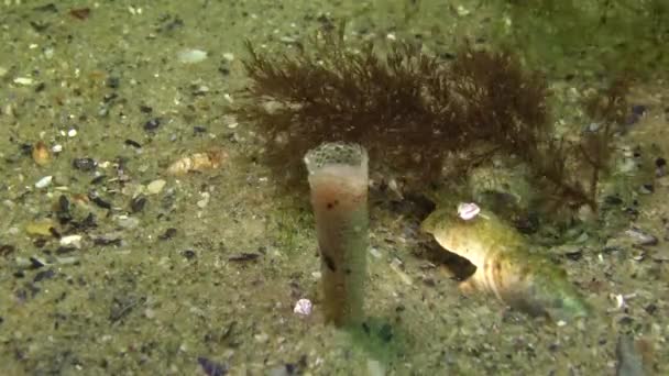 Ver Mer Vivant Dans Tube Sable Saillant Dessus Des Fonds — Video