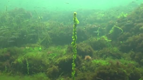 Svarta Havets Alger Gröna Och Röda Alger Klipporna Havsbotten Undervattenslandskap — Stockvideo