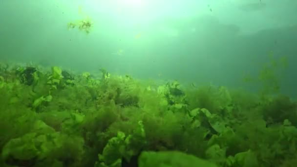 Algae Black Sea Green Red Algae Rocks Seabed Underwater Landscape — Stock Video